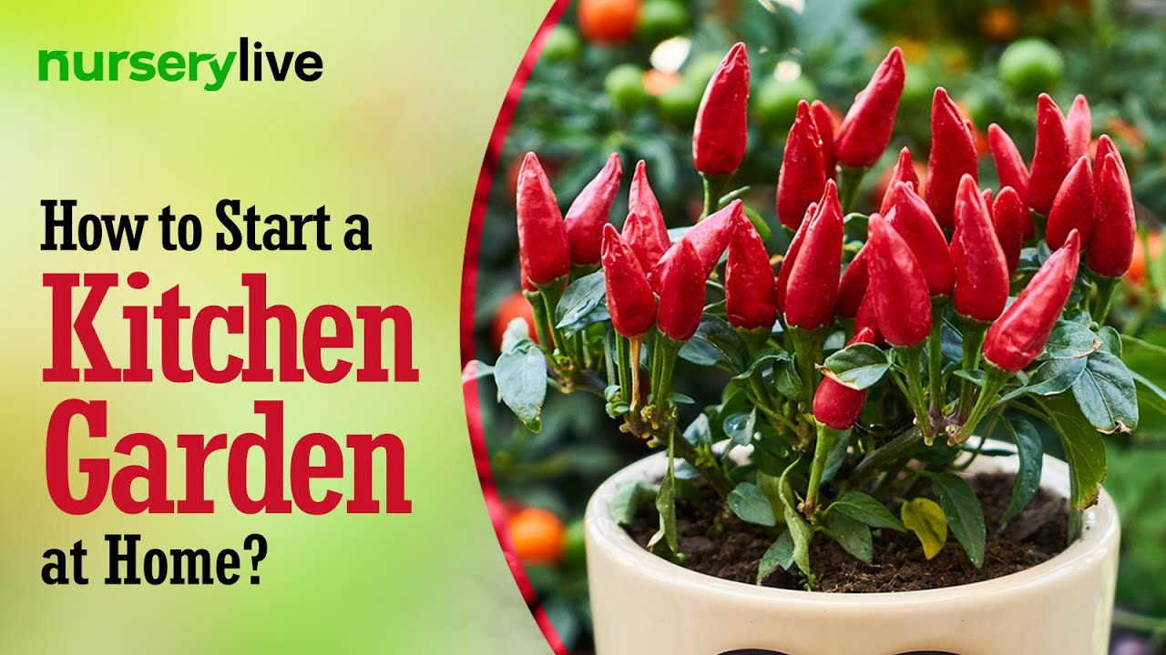 Kitchen Gardening How To Start A kitchen Garden At Home