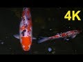 4K Free Stock Footage: Giant Carp, Sanke, Koi Fish in a Lake (8 videos)