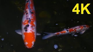4K Free Stock Footage: Giant Carp, Sanke, Koi Fish in a Lake (8 videos) screenshot 4