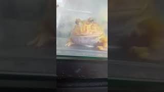My Pacman Frog eats a Yummy Superworm 🐛