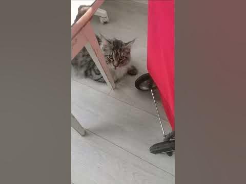 Подозрительный КОТ - YouTube