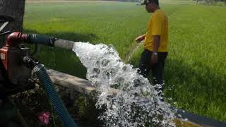 contoh ekosistem buatan berupa sawah