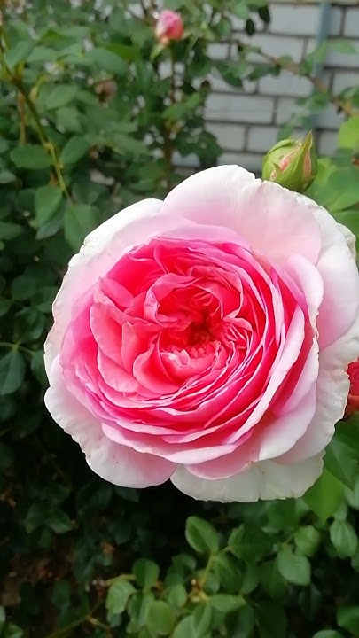 Английская роза "Abraham Darby"( Абрахам Дерби). - YouTube