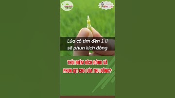 Thời điểm kích đòng và phun xịt cho lúa Thu Đông #shorts #kythuatcanhtaclua
