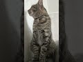 Сладенький Кузя