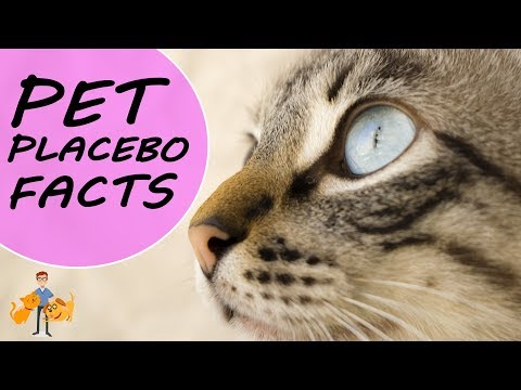 Can Pets Get The Placebo Effect (why your pets treatment might not be working)