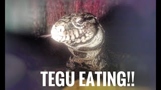 Argentine Tegu Feeding Video!!