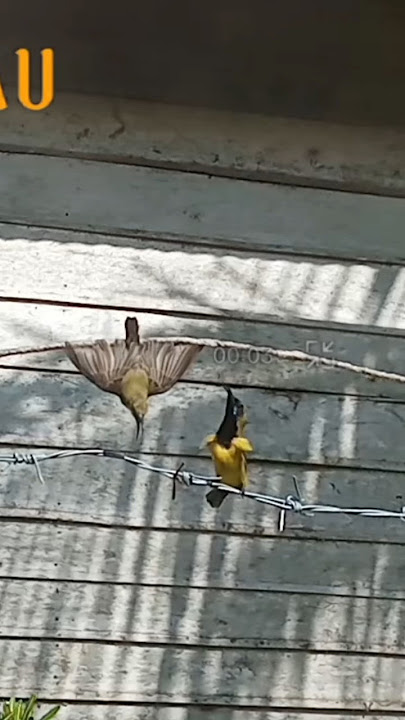 BURUNG SOGON ONTONG GACOR DIBAWAH JEBAKAN #shorts