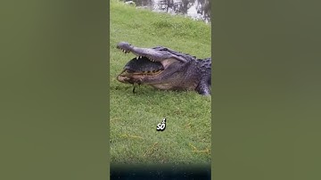 Cá sấu có thể ăn được rùa không?. #dongvat