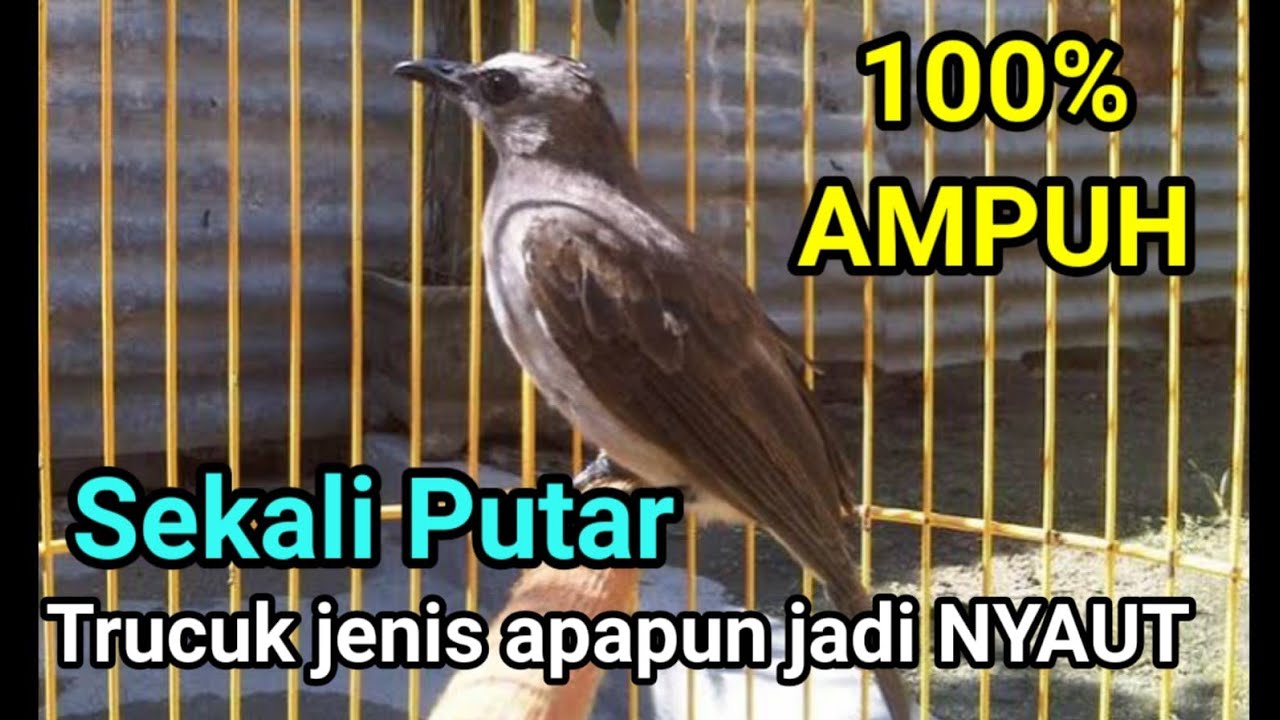 Masteran trucukan gacor ropel panjang cocok buat pancingan trucukan agar cepat bunyi dan ropel