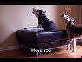 2 talking dogs argue  subtitled mishka  laika