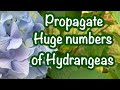 Propagate hydrangeas like a Pro!  🌳💧How to root hydrangeas