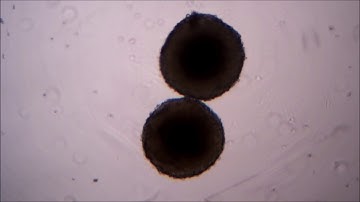 Two spheroids