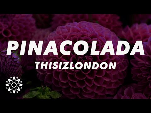 Thisizlondon - PINACOLADA