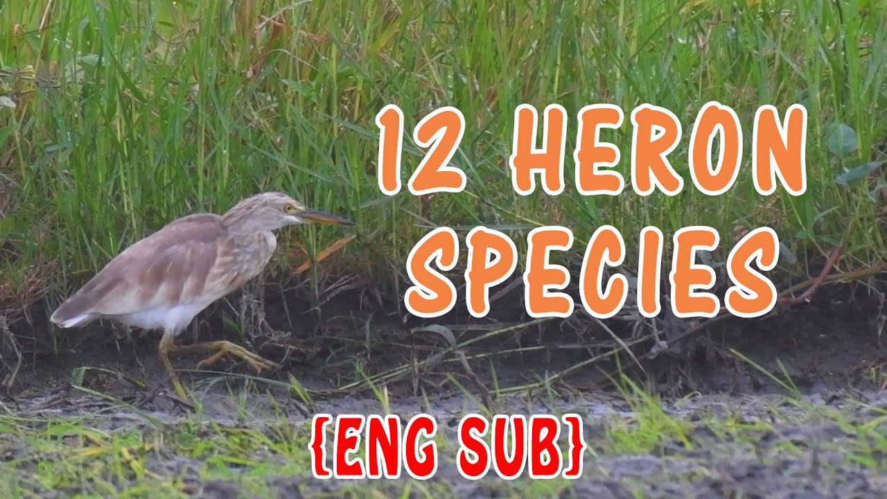 {ENG SUB} Herons of the Philippines I Family Ardeidae in the Spotlight