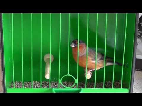 Video: Kako Pripraviti Bullfinch