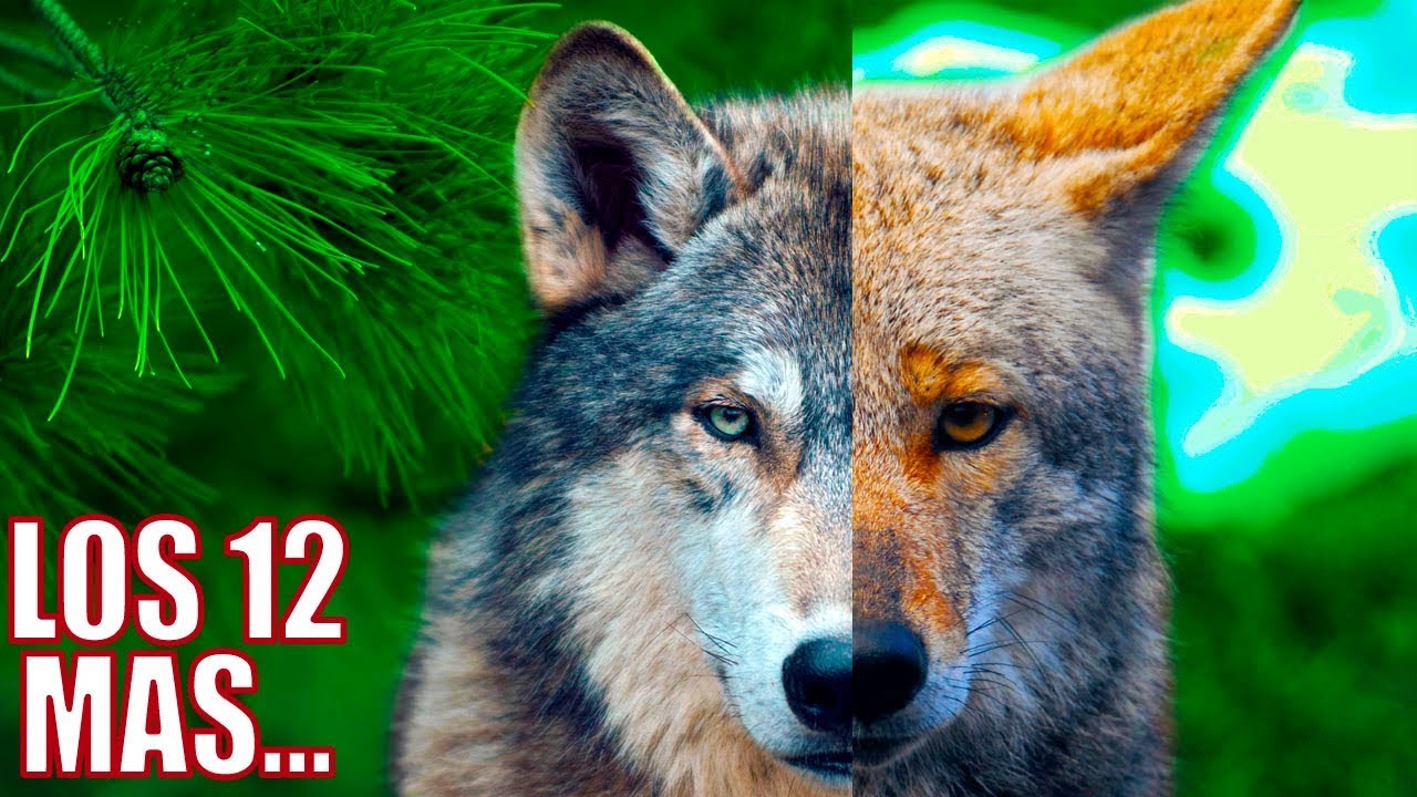 12 sorprendentes cruzas de animales que no conocias | Los 12 Mas - YouTube