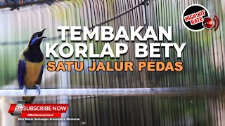 Download Lagu 🔴Masteran Tembakan Kolibri Manggar Betina  1 Jalur Kasar dan Pedas Materi Cucak Cungkok Gacor Super MP3