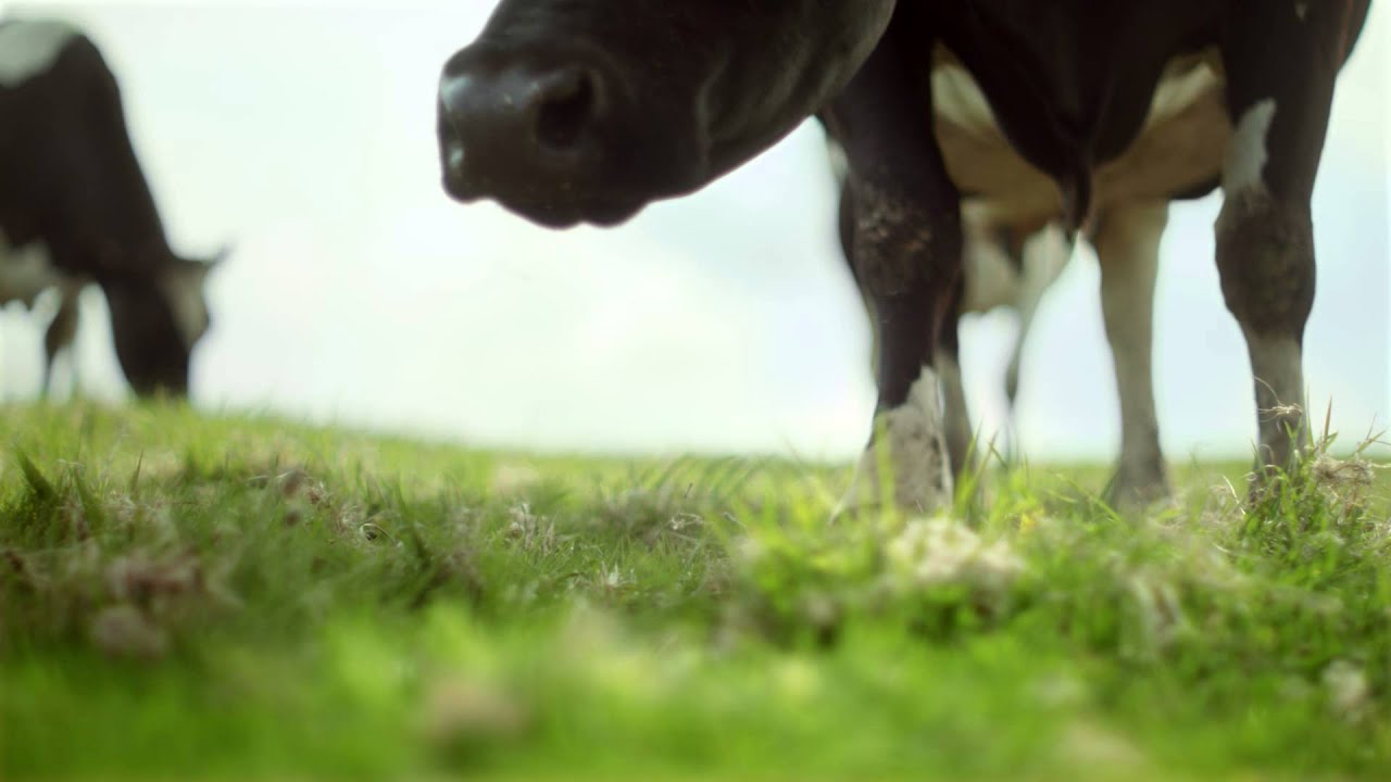 Kelly's Clotted Cream & Strawberries