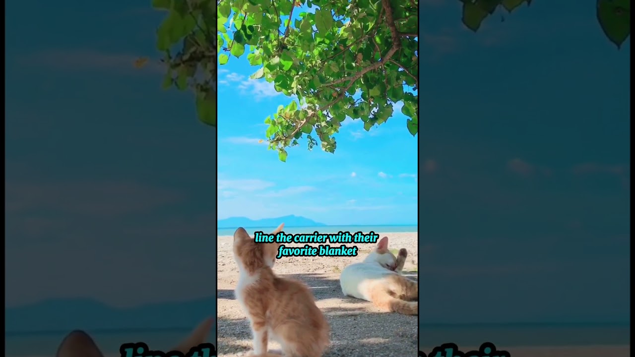 PURR-FECT CAR TRIPS 🚘 #CatLovers #CatFacts #DecodeTheMeow