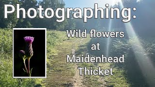 PHOTOGRAPHING: Wild flowers at Maidenhead Thicket