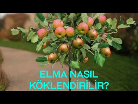 Video: Elma Ağacı Kesimlerine Başlama – Kesimlerden Elma Ağacı Yetiştirme