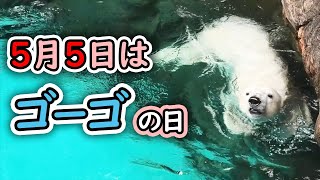 ゴーゴ よこはま動物園ズーラシア｜Polar bear ホッキョクグマ しろくま シロクマ モモ 豪太 男鹿水族館