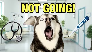 My Husky REFUSES To Go To The Doctor! (SHE ARGUES)