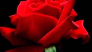 Red is the Rose - Liam Clancy & Tommy Makem - Ireland chords