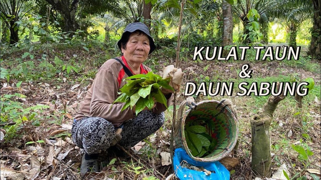 REZEKI TANAM POKOK SABUNG DAPAT KULAT TAUN