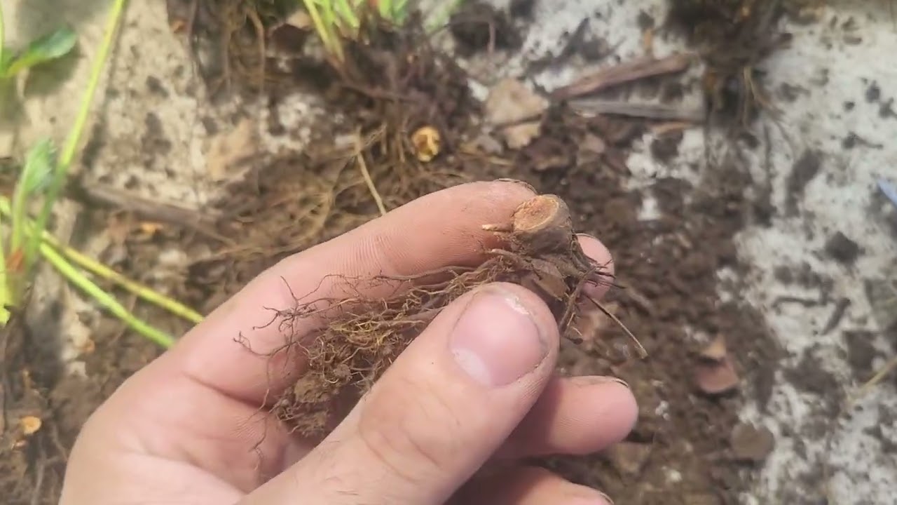 How to propagate strawberries WITHOUT runners part 1