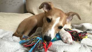 Benji - our first 3 weeks with a whippet puppy