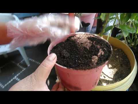 Come applicare Vermicast per Piante in container