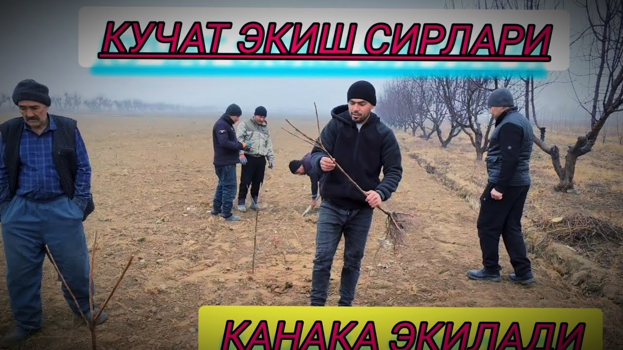 ГЕРМАДОРИСКИ ГИЛОС ЭКИШ ЖАРАЙОНИ ББОҐЛАР БАРПО КИЛИШ ТЕЛ +998997825472