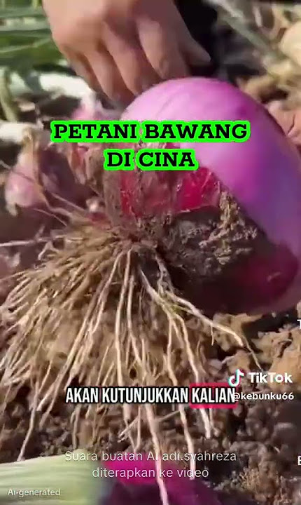 Kualitas Bawang di China: Apa yang Membuatnya Istimewa?