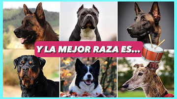 ¿Cuál es el perro más difícil de adiestrar?