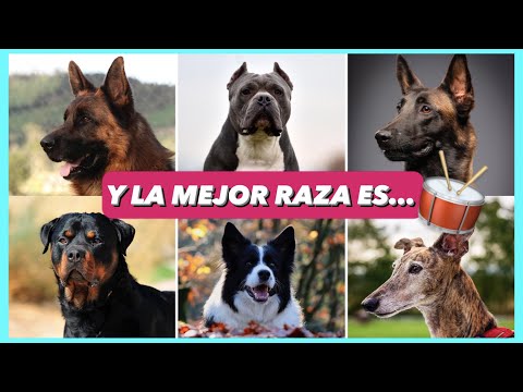 Video: ¿Cuáles son las mejores razas de perros agilidad?