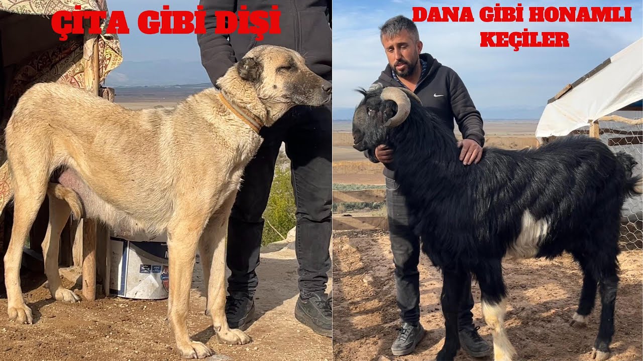 MALKOÇOĞLU'NUN KURTÇU KÖPEKLERİ | KEÇİYSE HONAMLI,KÖPEKSE KANGAL, AT İSE ARAP ...
