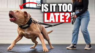 The 5-Day Reactive Dog Transformation That SHOCKED His Vet (Real Life Case Study)