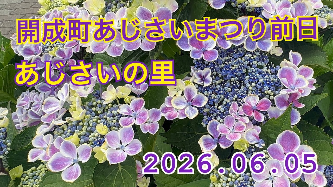 開成町あじさいまつり前日①☆2026.06.05☆#花 #flowers #癒し