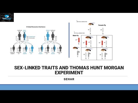 X-linked Traits/Sex Linked Traits And Thomas Hunt Morgan Experiment