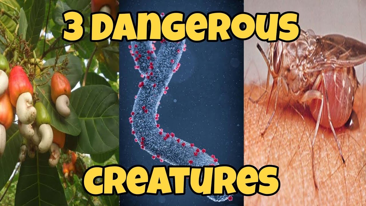 3 Dangerous Creatures - Episode 1