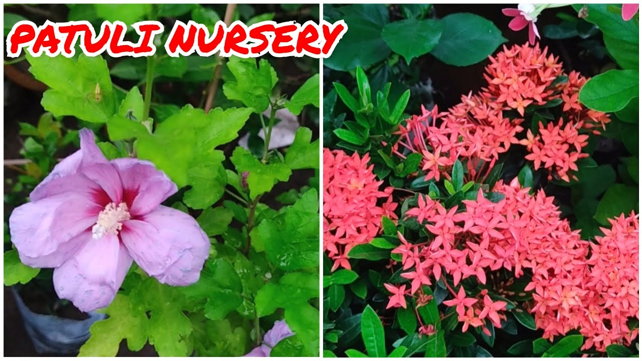 FLOWER PLANT MARKET IN KOLKATA AT PATULI PATULI STREET FLOWER NURSERY YouTube