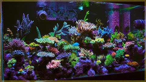 120g Acropora Reef Tank Update | Coral Warfare | SPS