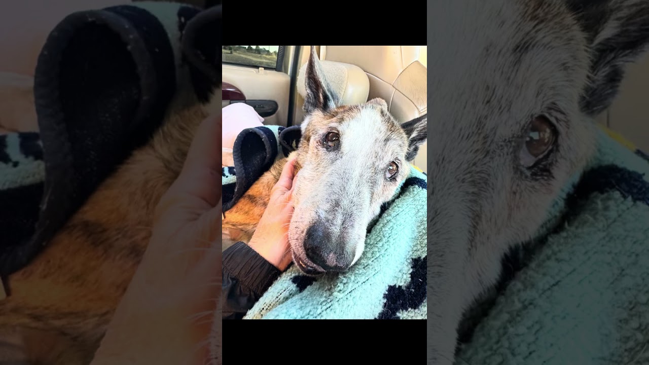 Прощай, мой хороший мальчик, Seesmic