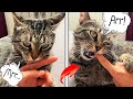 The love and hate of Javelin! My Cat Purring and Hate Me! | Funny Cat Video