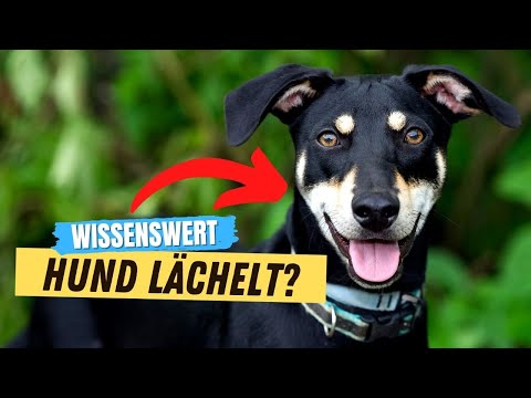 Video: Lächelnde Hunde