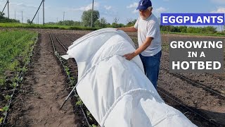 Growing Eggplants in a Hotbed