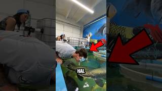 Pria ini memberi makan ikan arapaima langsung dari mulunya‼️#shortvideo #shorts