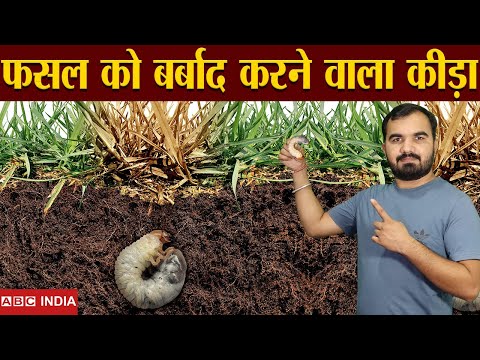 वीडियो: क्या ऑर्थो ग्राउंडक्लियर पेड़ों को मार देगा?